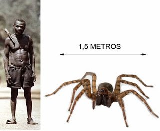 existencia araña gigante congoleña